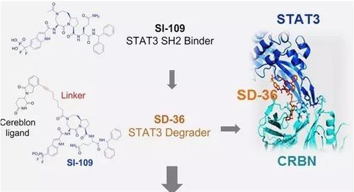 结构优化得到的SH2结合分子SI-109与CRBN结合，得到SD-36