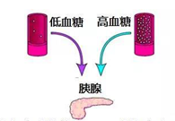 调节血糖稳态，GK负重前行