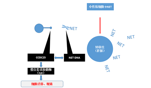 除了单纯的捕获，NET DNA与CCDC-25的结合还增强了癌细胞的侵袭行为，促进了癌症的肝转移。