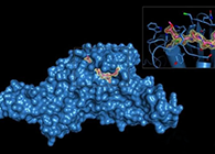 Science重磅！一种“分子剪刀”如何成为COVID-19药物的重要靶标？