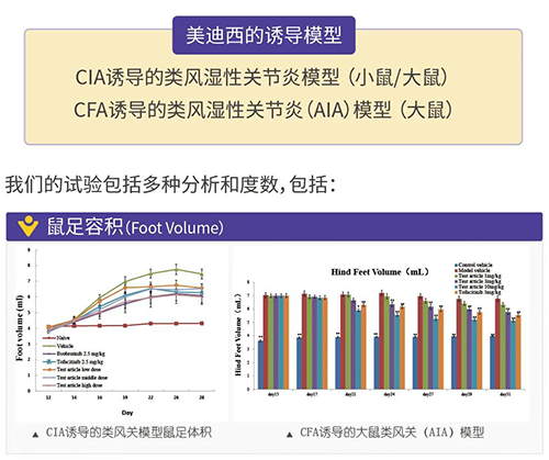 尊龙凯时诱导的类风湿性关节炎模型