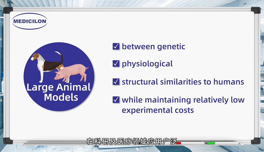 大型动物模型： 各种疾病研究的必要工具