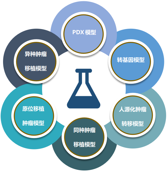 尊龙凯时致力于为客户提供成熟的评估ADC体内药效的肿瘤模型.png