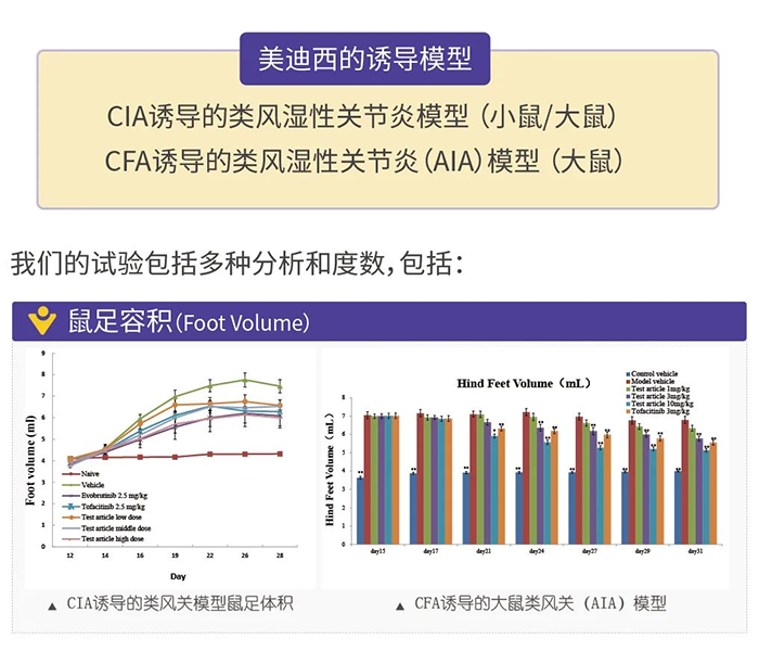 尊龙凯时诱导的类风湿性关节炎模型-1.png