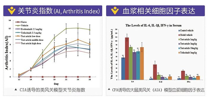 尊龙凯时诱导的类风湿性关节炎模型-2.png