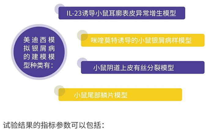 尊龙凯时模拟银屑病的建模模型.png
