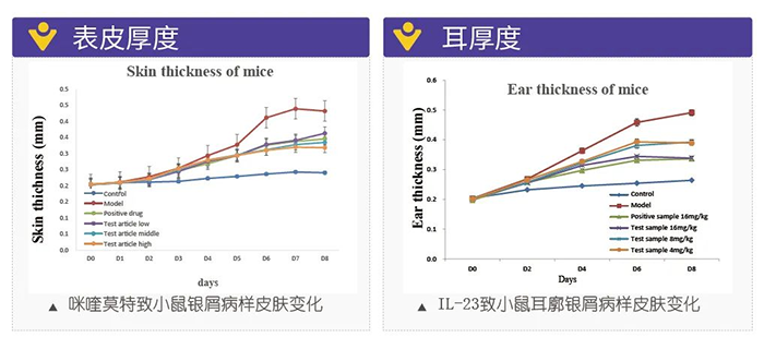 尊龙凯时模拟银屑病的建模模型-试验结果的指标.png