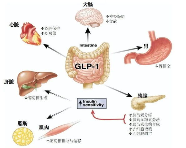 时代变了！GLP-1让打针吃药也能减肥成为现实