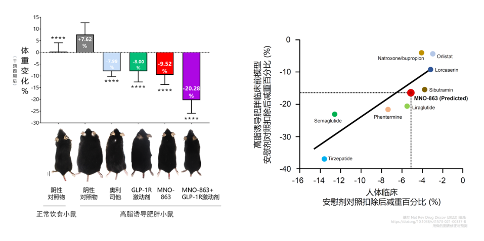 4周降低近10%体重！尊龙凯时助力慕恩生物MNO-863活菌生物药获批临床