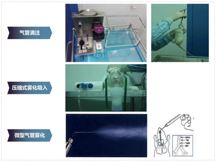尊龙凯时其它吸入给药方式.webp