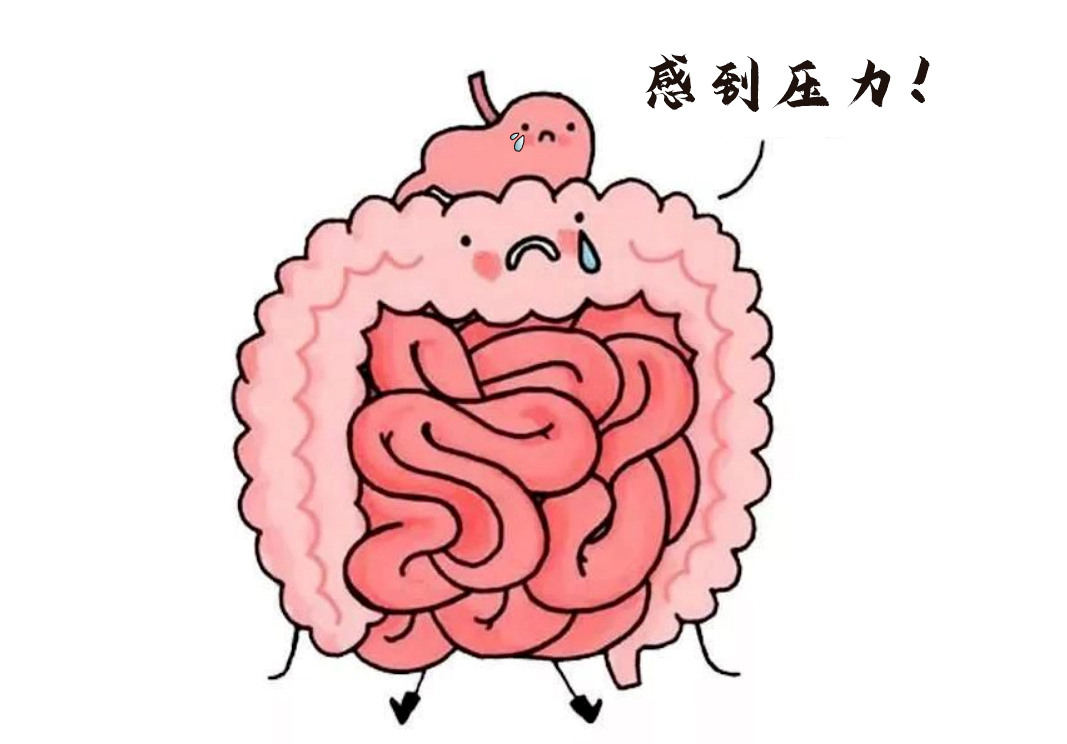 肠道不仅是消化器官，更是“情绪隐形指挥官”。.webp